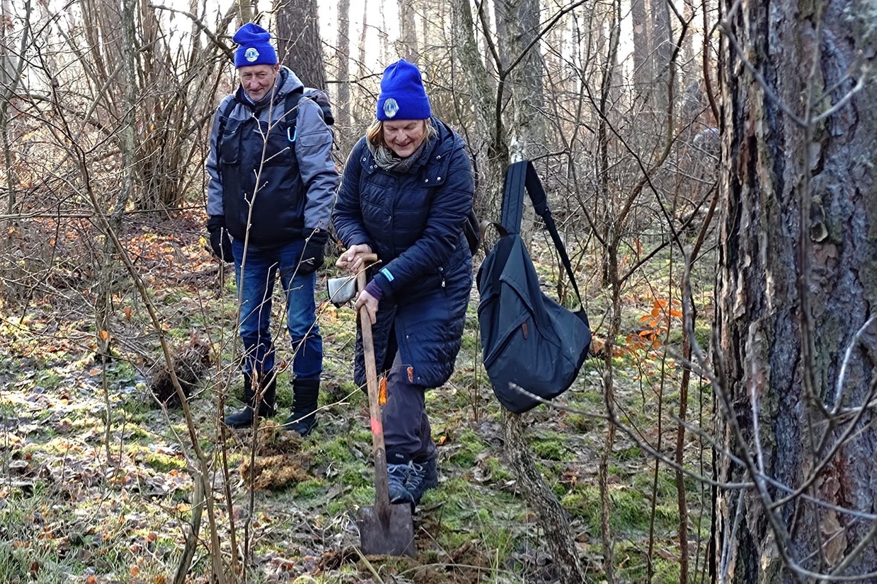 Ein Ehepaar pflanzt Setzlinge im Wald.