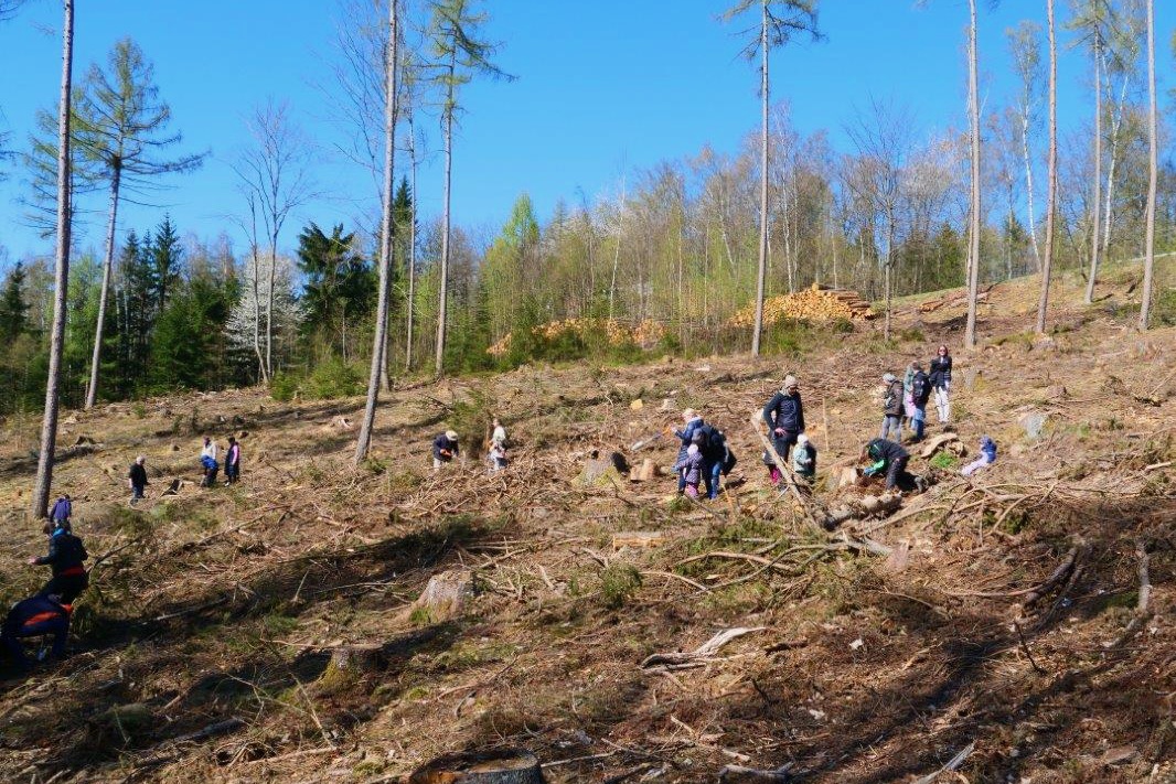 Erwachsene und Kindern stehen auf einer abgeholzten Lichtung um neue Bäume zu pflanzen.