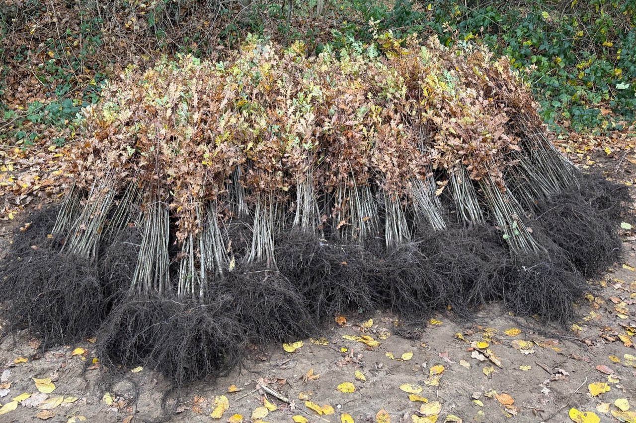 Zahlreiche Bündel mit ca. 1 ½ Meter große Baumsetzlinge liegen auf einem Haufen bereit zum Pflanzen.