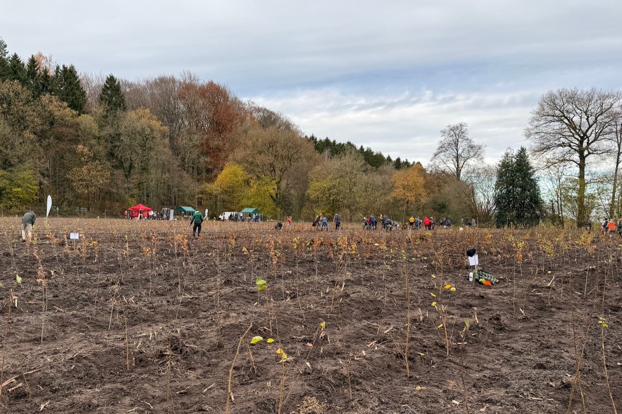 Blick über die fertiggestellte Pflanzung. Einzelne Ehrenamtliche sind noch am Arbeiten. Im Hintergrund sieht man Pavillons vom Organisationsteam.
